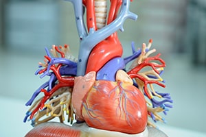 Anatomical Heart Model